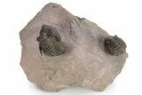 Detailed Metacanthina Trilobite With Enrolled Reedops #254151-3